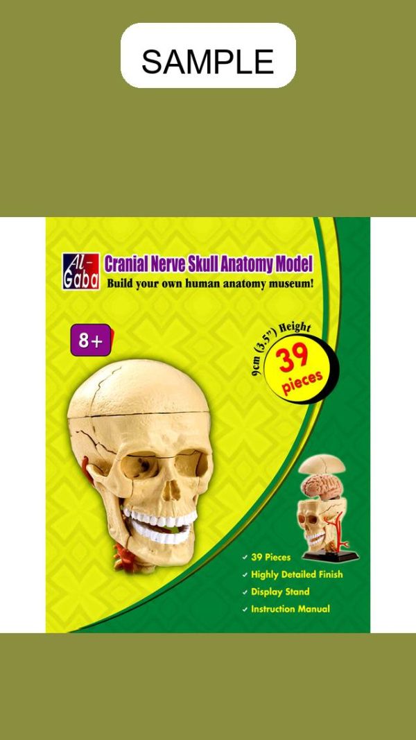 Lab Equipment Cranial Nerve (39 Pcs.)